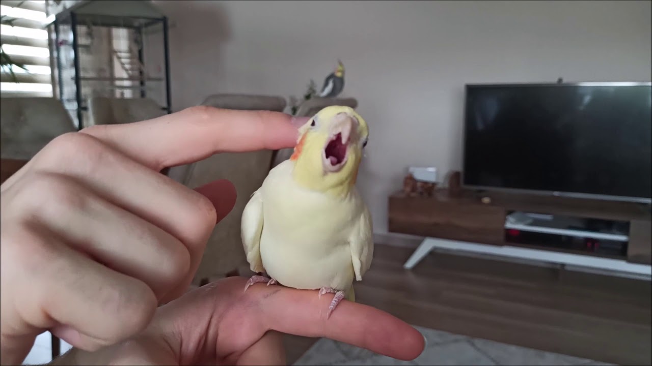 How to make a cockatiel happy