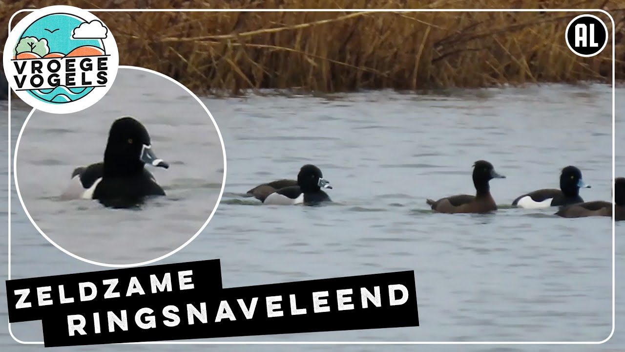 Zeldzame ringsnaveleend zwemt in Nederland | Zelf Geschoten | Vroege Vogels