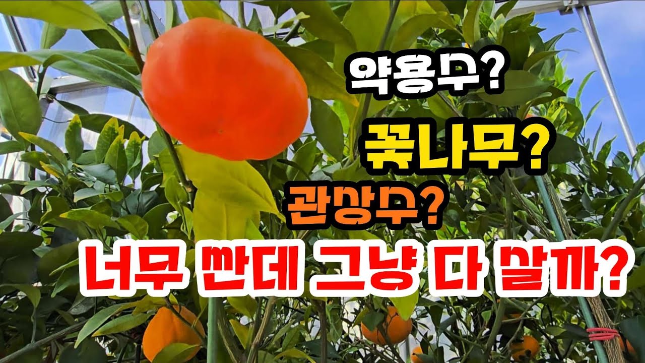 복을 부르는 나무가 있다? 요건 꼭 심을거야