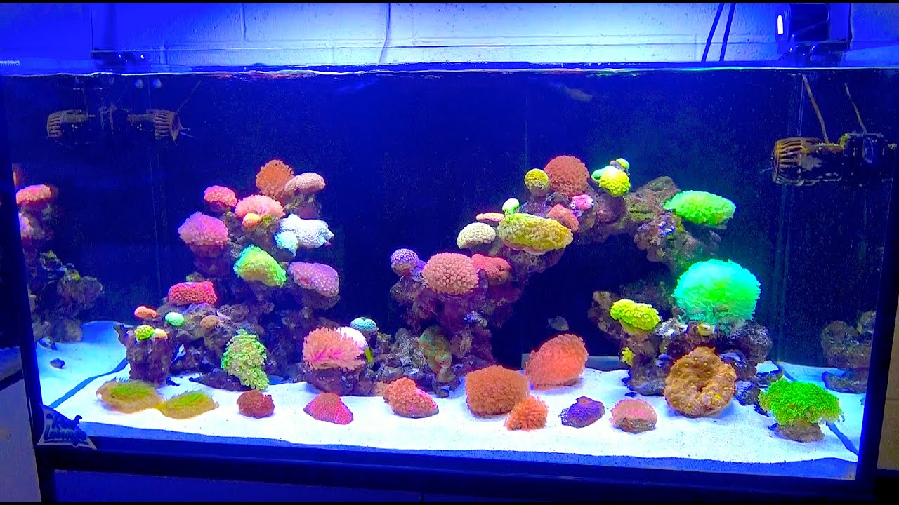 TANK TOURS EP.5: The Ultimate Goni Garden (Waterbox 165.4)