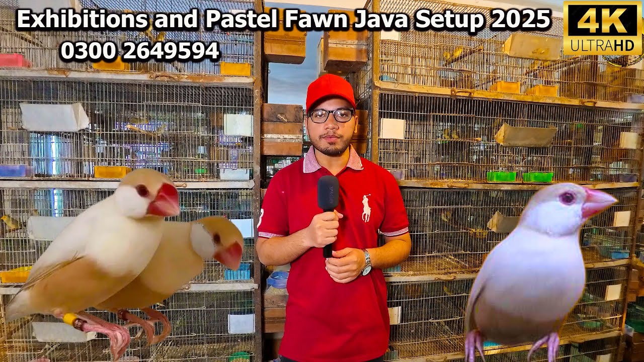 Rare Exhibitions and Pastel Split Fawn Java Sparrow Birds Breeding Pair Setup 2025 Karachi