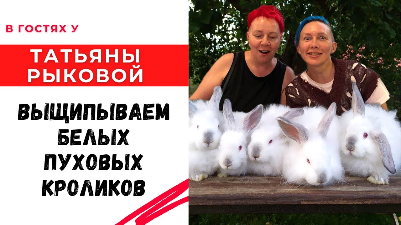 Выщипываем белых пуховых кроликов в гостях у Татьяны Рыковой