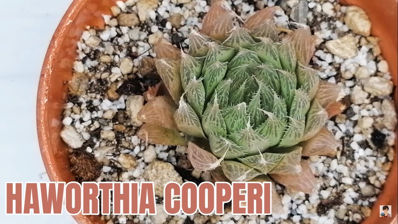 suculentas haworthia cooperii donsuculento