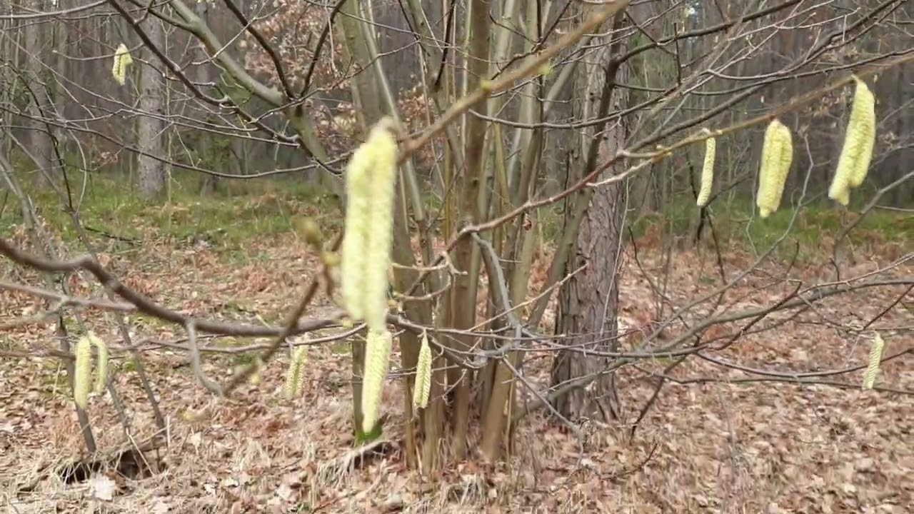 Leszczyna pospolita (Corylus avellana)