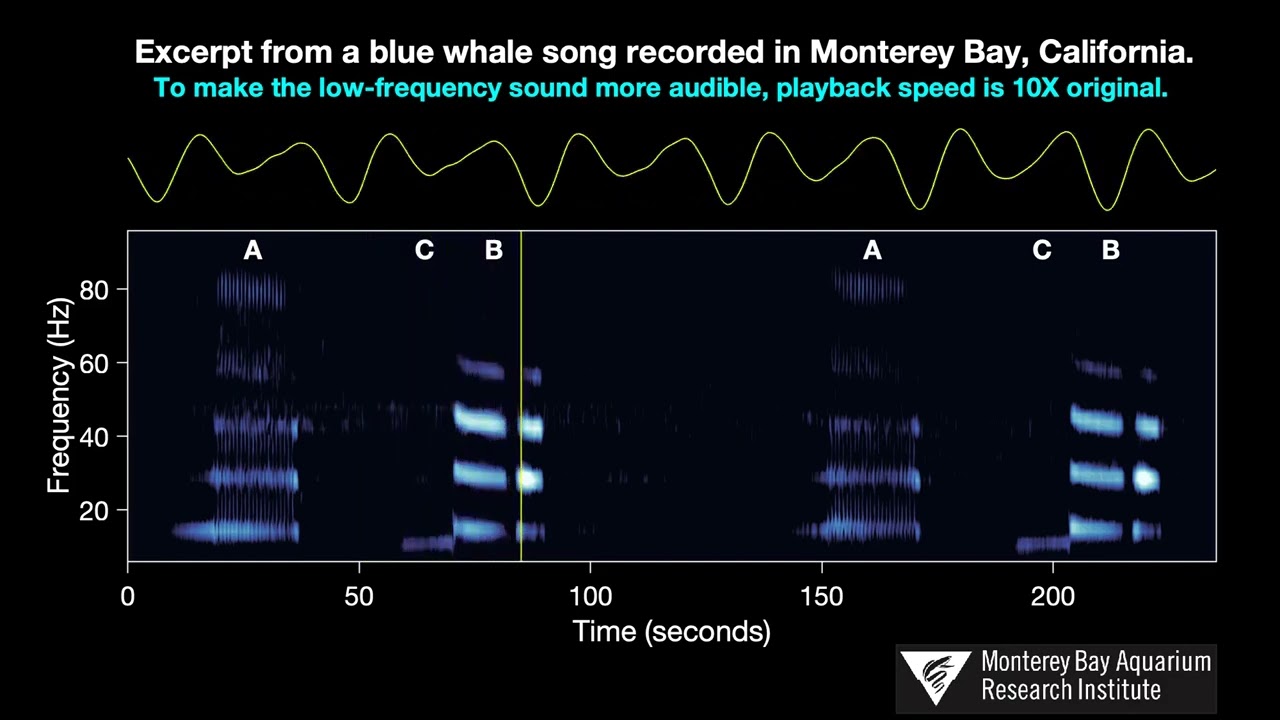 Blue Whale Song Recorded in Monterey Bay, California