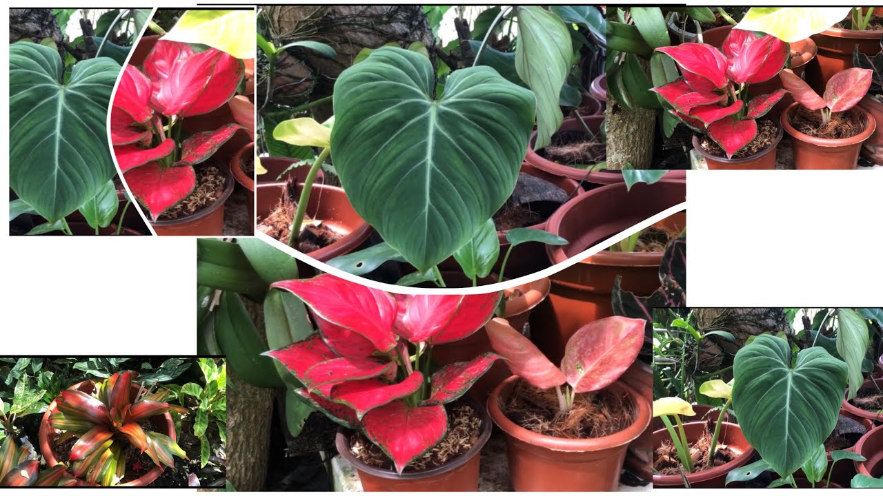 Visit tayo sa garden ng Mother-in-law ko| Super ganda ng mga halaman| Very relaxing at de-stressing