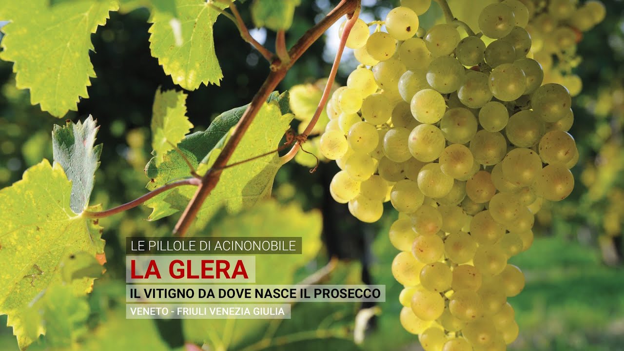 Il Vitigno Glera