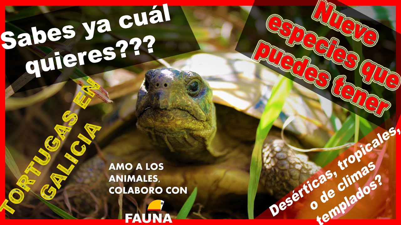 9 ESPECIES de TORTUGAS que puedes tener en casa | desde 500g hasta m&aacute;s de 150kg