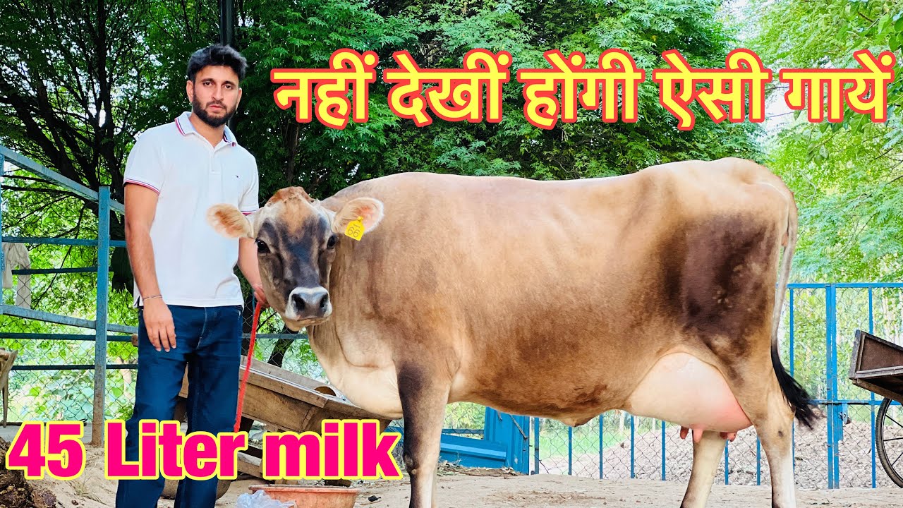 High Breed HF & Jersey Cows for sale at Ravi Dairy Farm #hfcow #dairyfarm