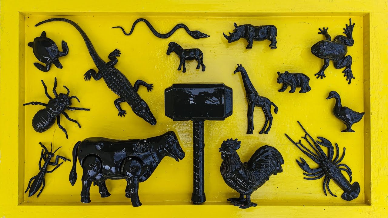 Membersihkan hewan sapi, bebek, angsa, ayam, gajah, simpanse, singa, unta, buaya, kangguru