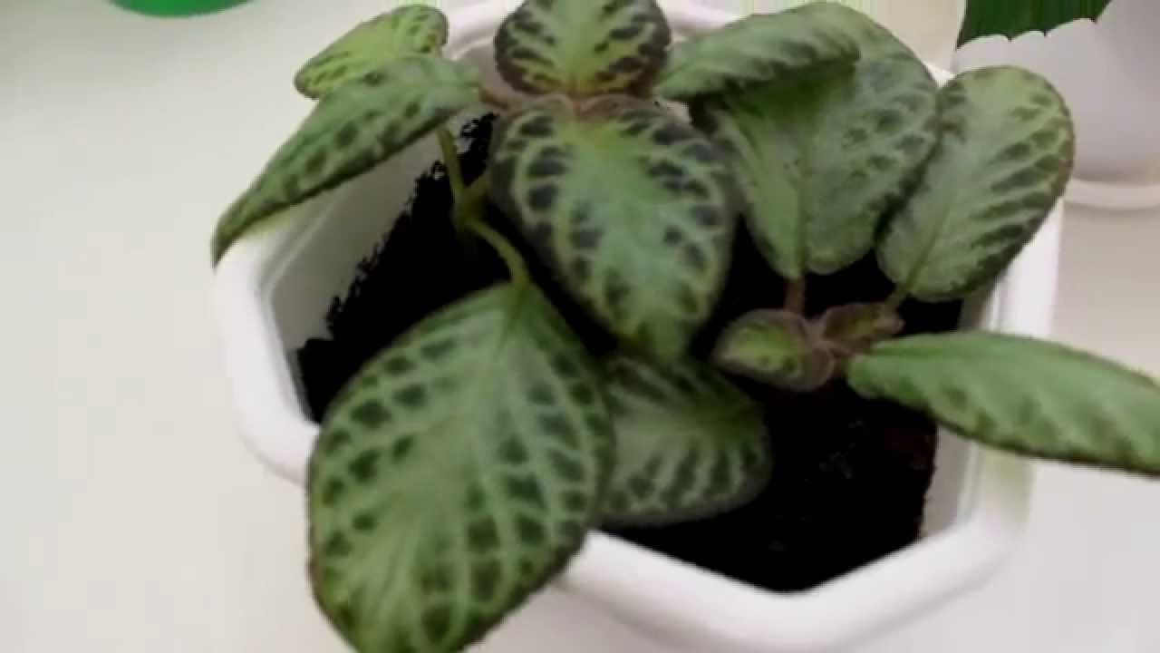 Укоренение черенков комнатных растений. Часть 1. [Надежда и Мир]