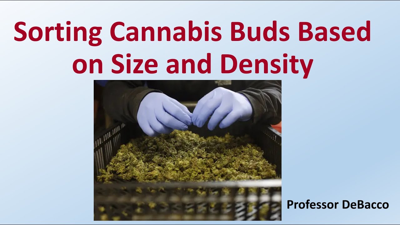 Sorting Cannabis Buds Based on Size and Density