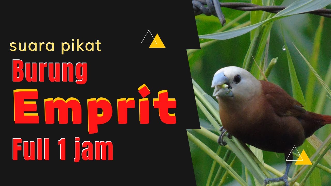 Suara Alam: Suara Pikat Burung Emprit Jernih Full 1 Jam