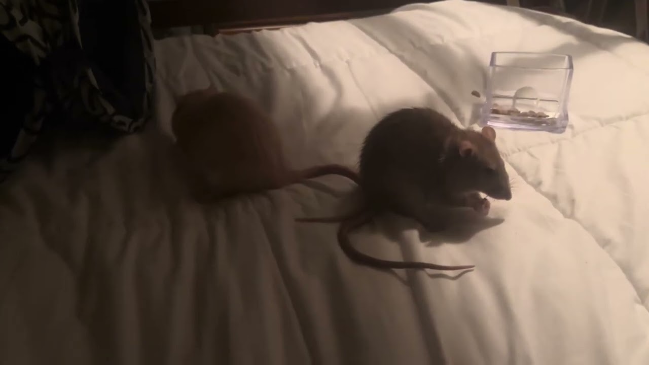 Rats and small animal toys
