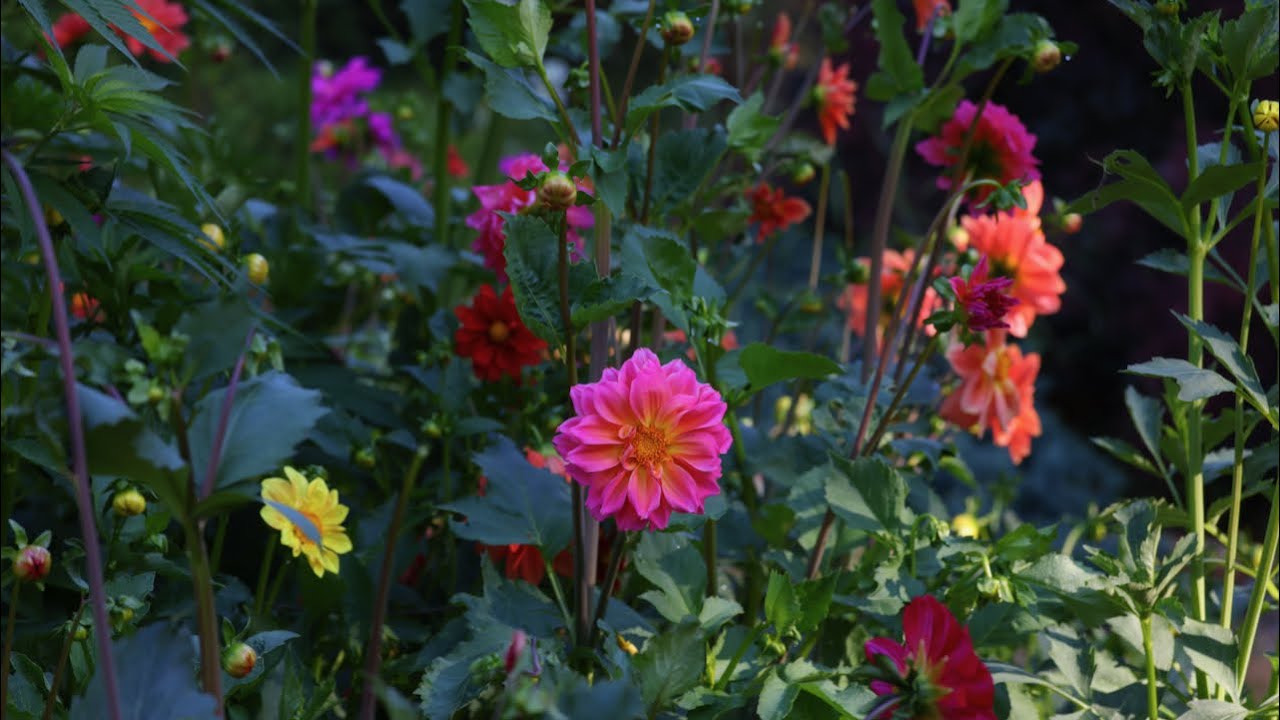 I grew 27 Dahlias from seed and made a video about it!
