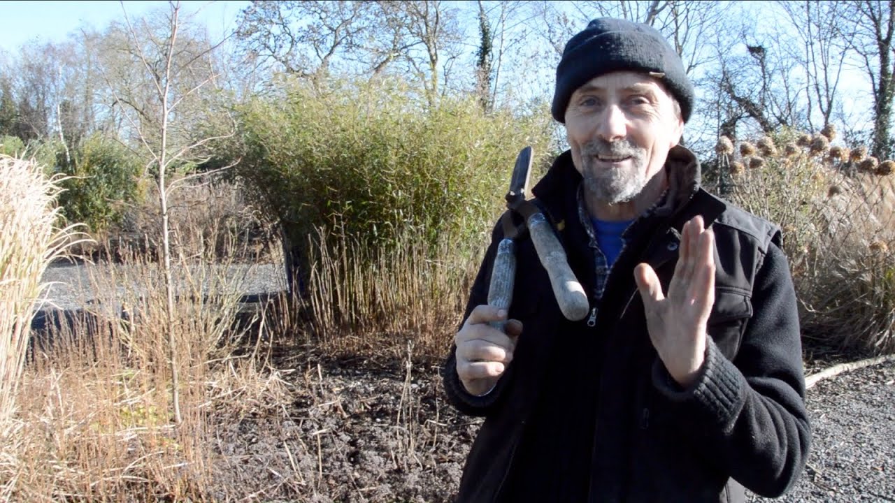 John on cutting back Miscanthus and other perennials