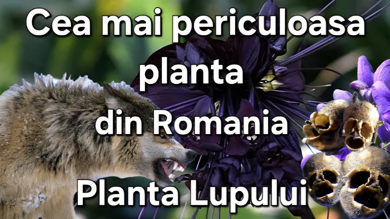 Cea Mai Periculoasa Planta Din Romania / Gheara Lupului / Gluga Calugarului / Cum arata ?