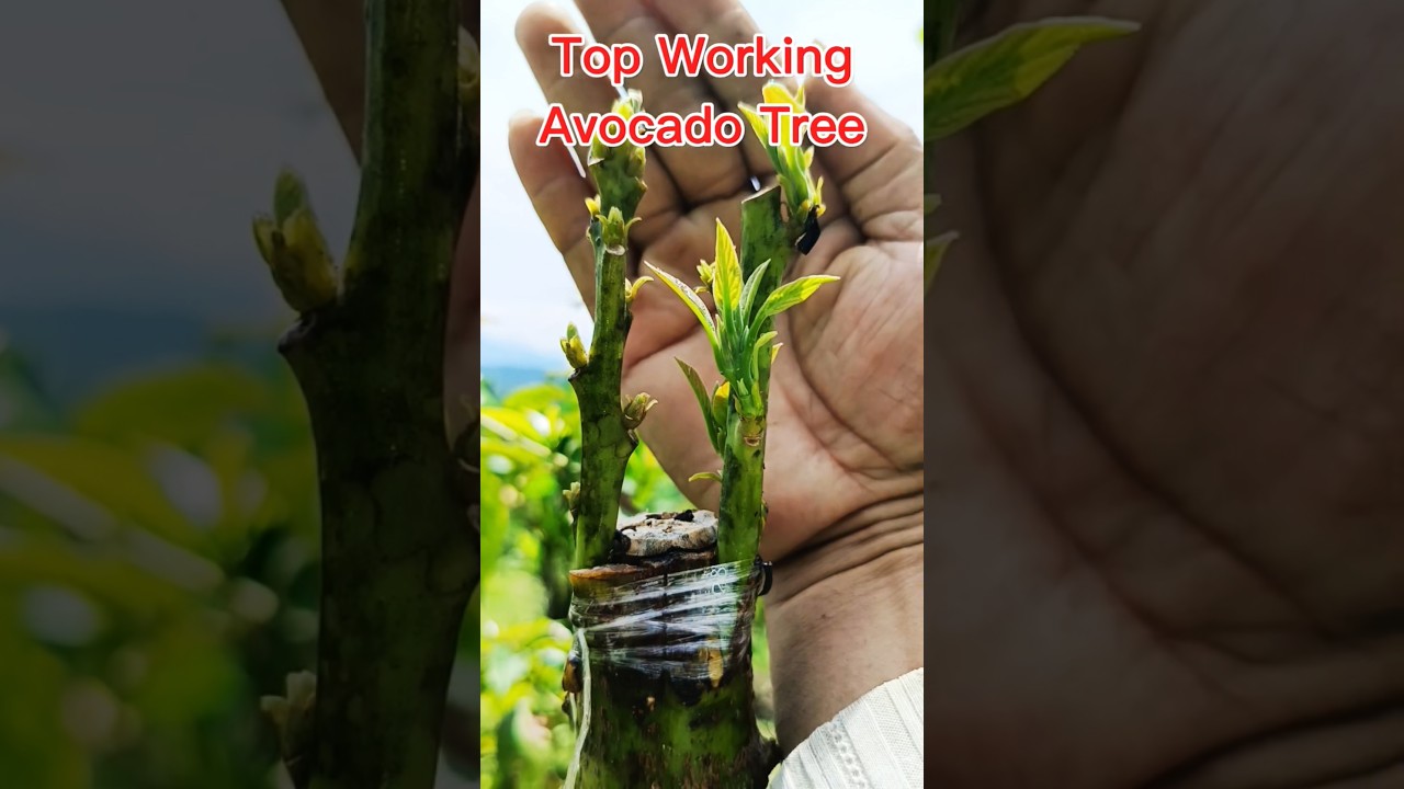 Top Working avocado Tree#shorts