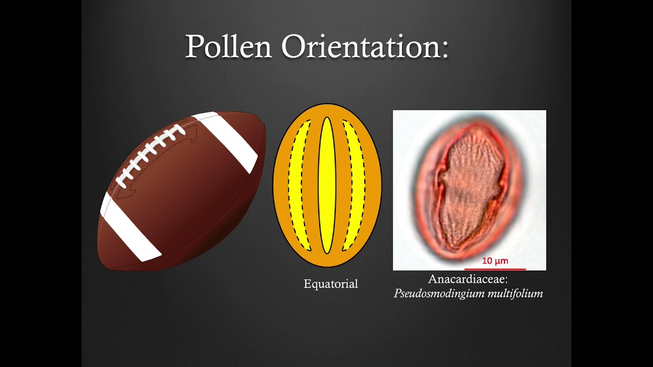Pollen Morphology Training - Part 1: Shapes and Orientations