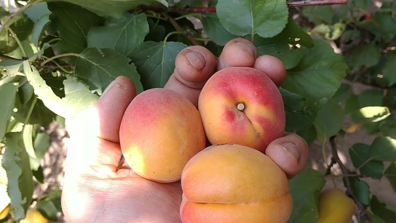 Абрикос Фарліс. Apricot Farlis. Пізній, високотоварний сорт з добрим смаком. Огляд від Максі Сад