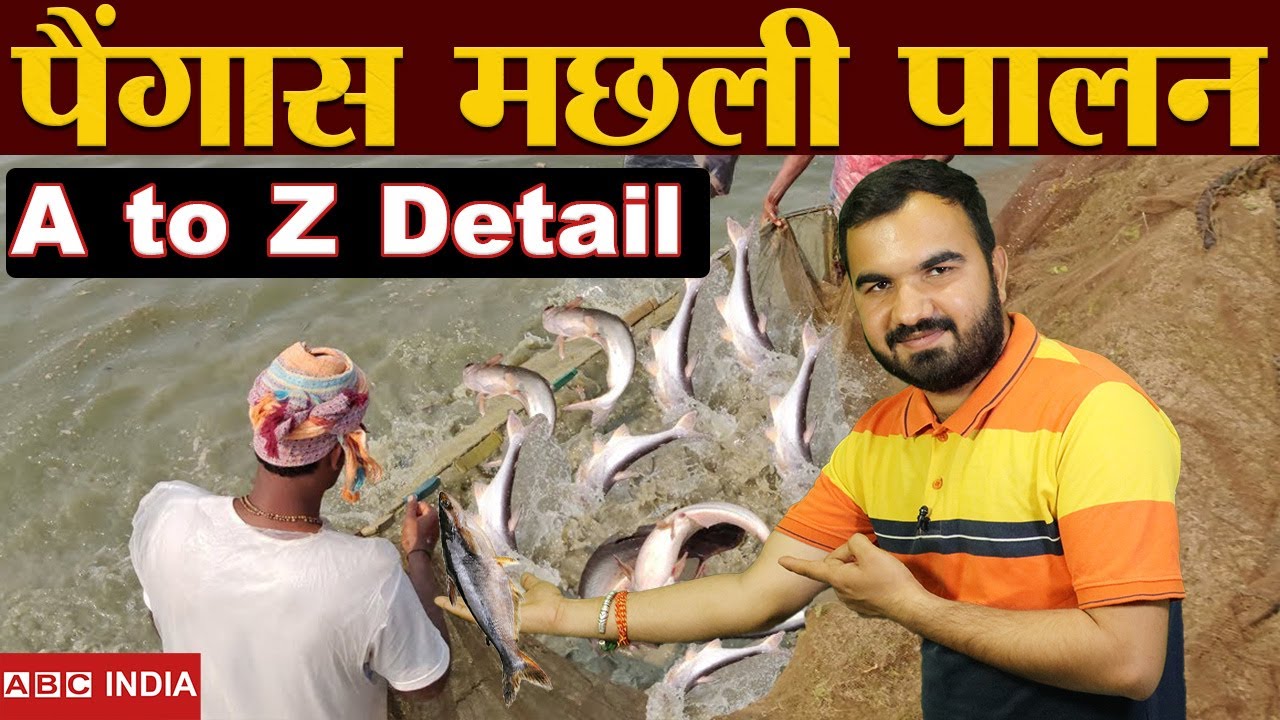 2.40 lakh Per Acre | पैंगास मछली पालन | Pangas Fish farming | A to Z Fish Detail | pangasius fish