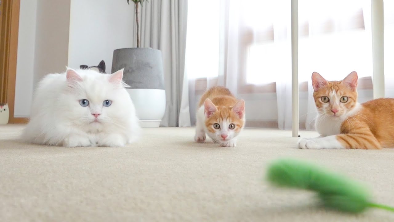 토토에게서 루루의 기운이 느껴져요!