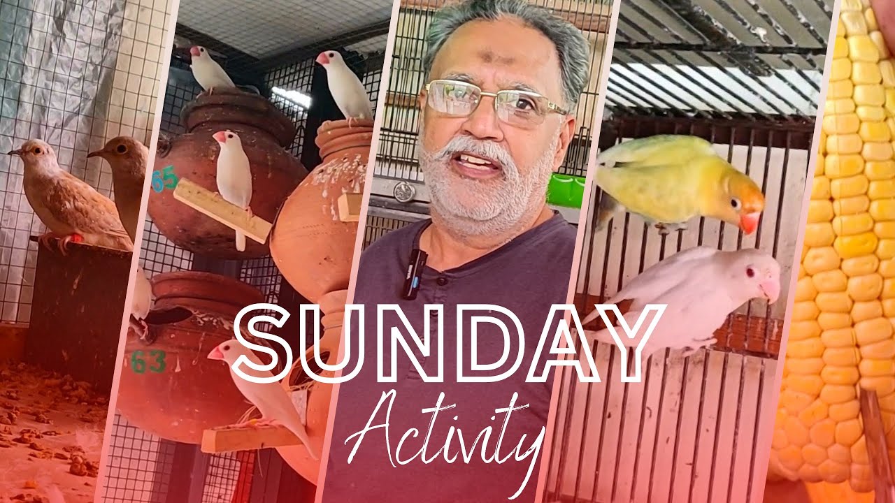 SUNDAY ACTIVITY | ALONG WITH JAVA NOW LOVE BIRD AND DOVE TOO