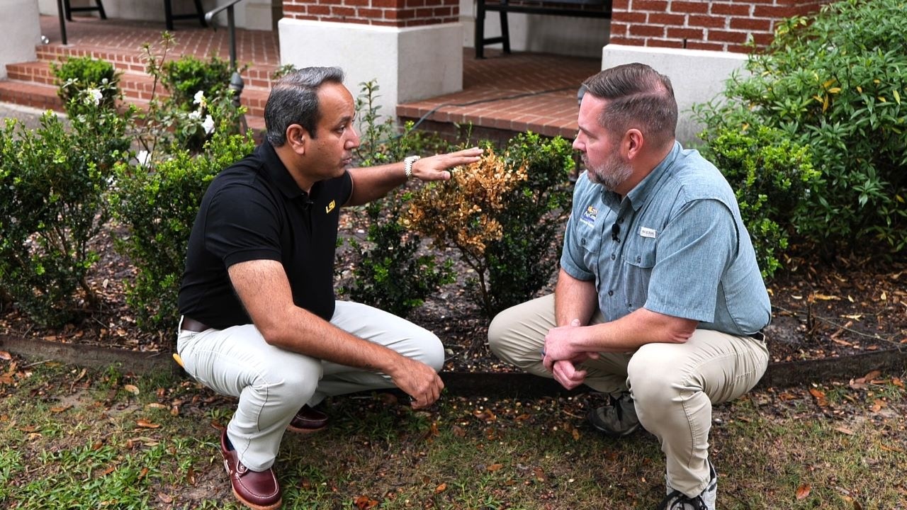 Get It Growing: Beware! Boxwood shrubs may have a deadly disease