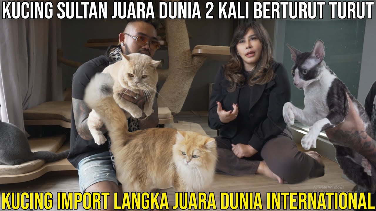 KUCING SULTAN JUARA DUNIA 2 KALI BERTURUT TURUT KUCING IMPORT LANGKA JUARA DUNIA INTERNASIONAL