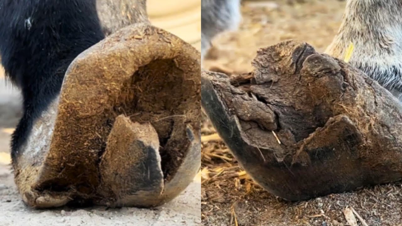 Save The Donkey - 7 Years Of Untrimmed Hooves, Messy! Perfectly Trimmed