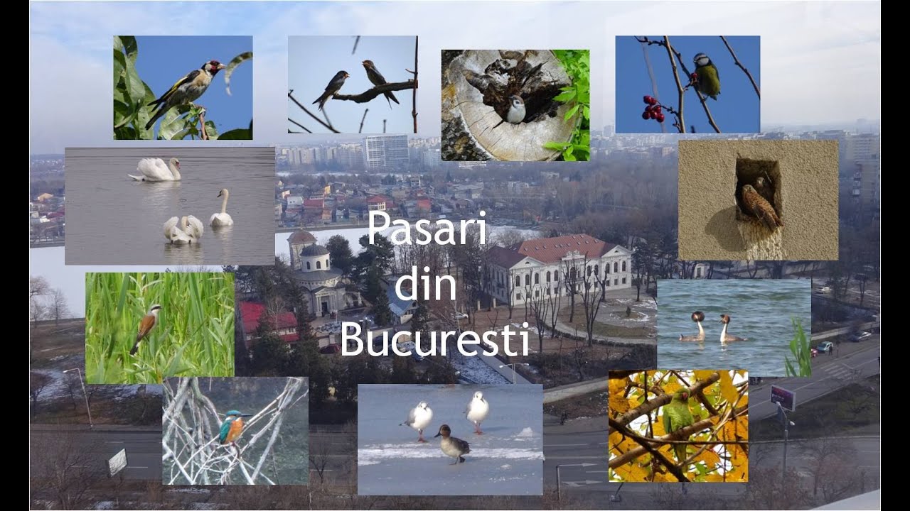 Pasari din Bucuresti - Birds in Bucharest