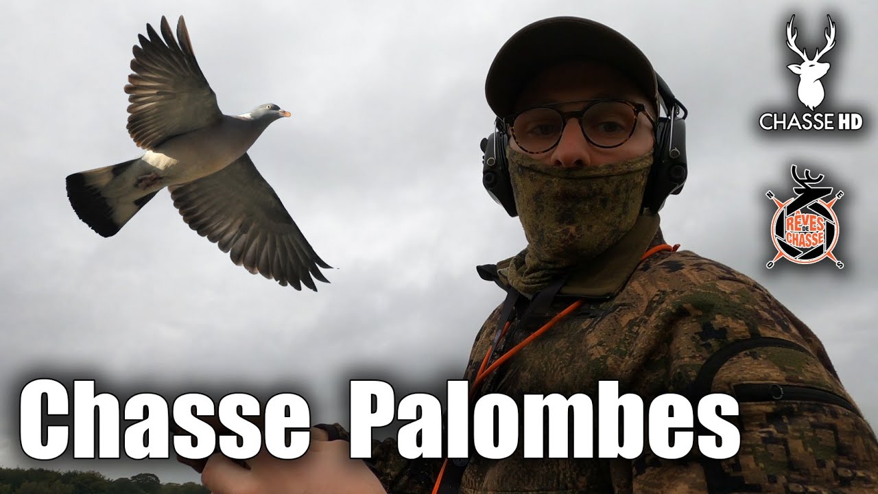 MAGNIFIQUE CHASSE DES PIGEONS RAMIERS - GROSSE MIGRATION !!