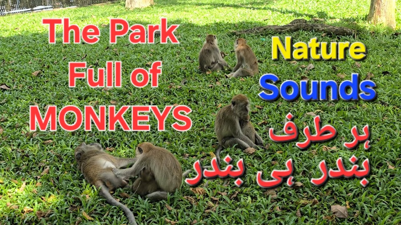 The Park Full Of Monkeys 
