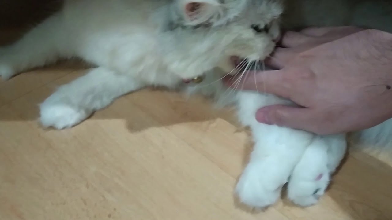 ferocious bite (i died)