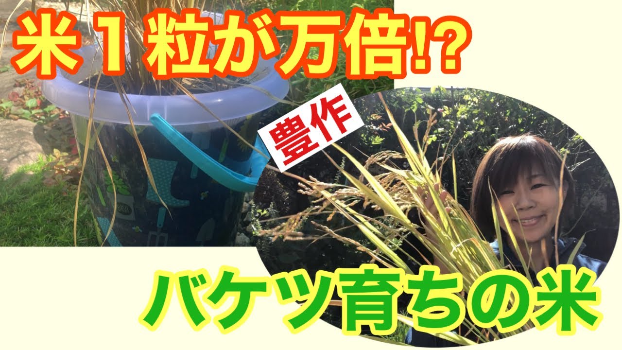 🌾米１粒１粒の有難さを思い知りました🌾 