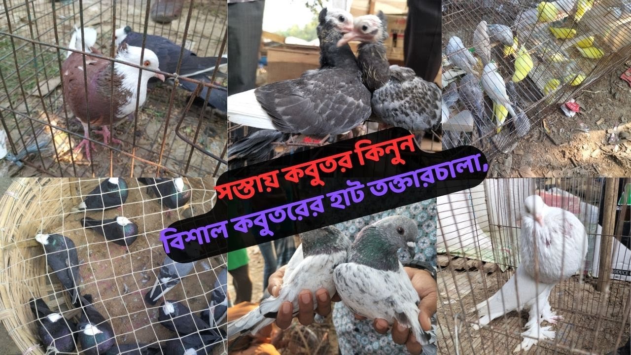 টাংগাইলের সবচেয়ে বেশি  কবুতর কেনা-বেচা হয় তক্তারচালা কবুতরের হাটে 04-11-23 রোজ শনিবার