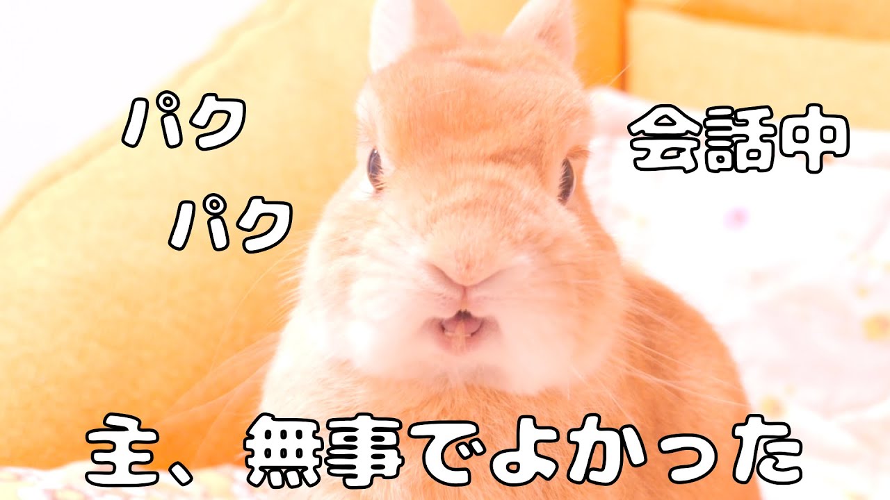 体調不良から復帰したら、嬉しそうに話しかけてくれるムギが可愛すぎました【No.1796】