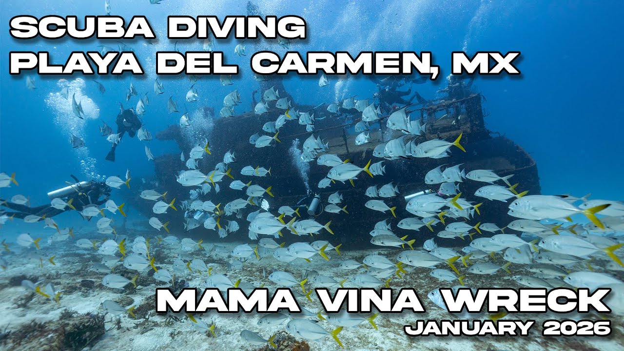 Diving Mama Vina Wreck in Playa del Carmen, Mexico | January 6 2026 | 4k Video