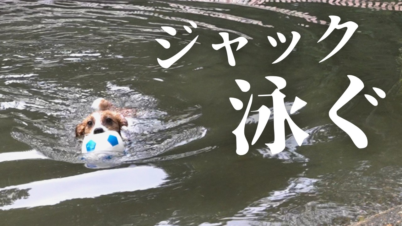 【才能開花】ジャックラッセルテリア、水泳始めました | ドギーズアイランド