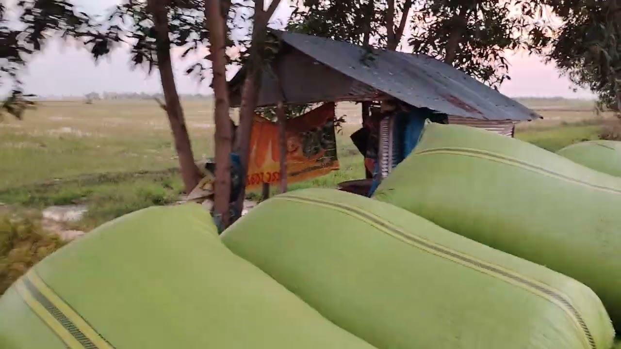 ដឹកស្រូវ​គាត់​យុប