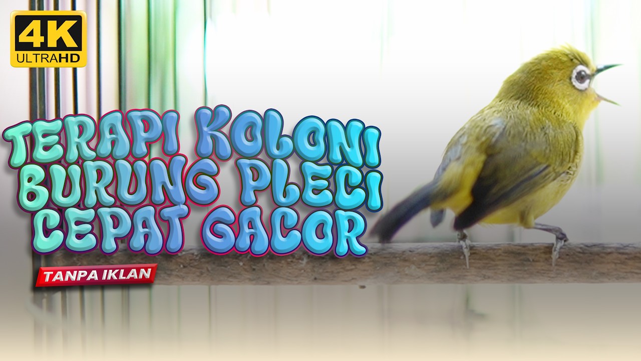 TERAPI BURUNG PLECI CEPAT GACOR | MASTERAN BURUNG PLECI MACET BUNYI