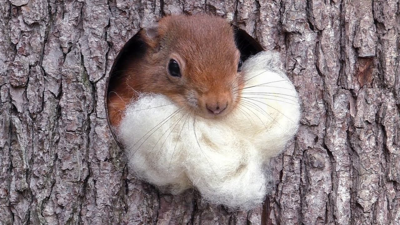 Eichhörnchen Luna zieht um / Red squirrel Luna moves to a new drey [HD]