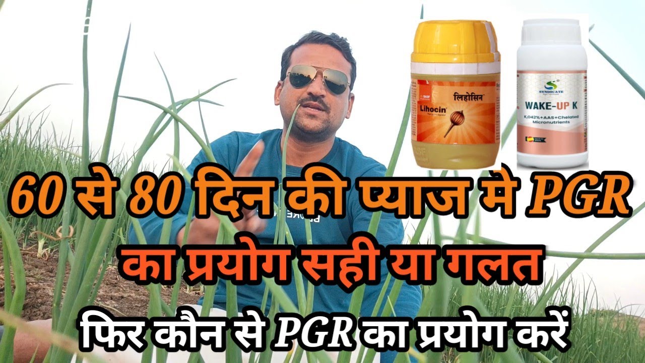 प्याज मे 60 से 80 दिन मे PGR का प्रयोग सही या गलत।कोन से pgr का प्रयोग सही।@प्याज की उन्नत खेती