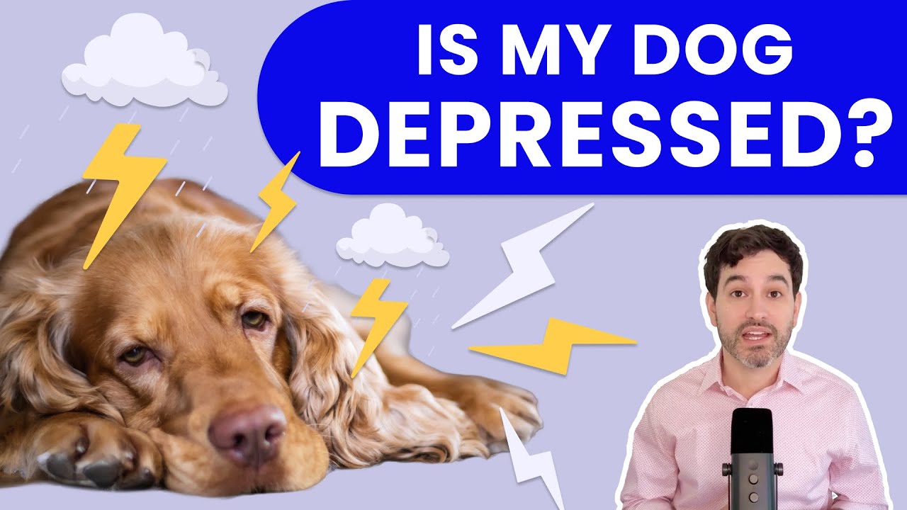Is Your Dog Depressed? Warning Signs, Causes & How to Help