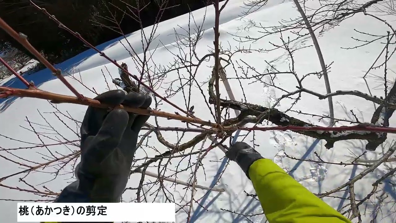 2026年2月20日桃の剪定
