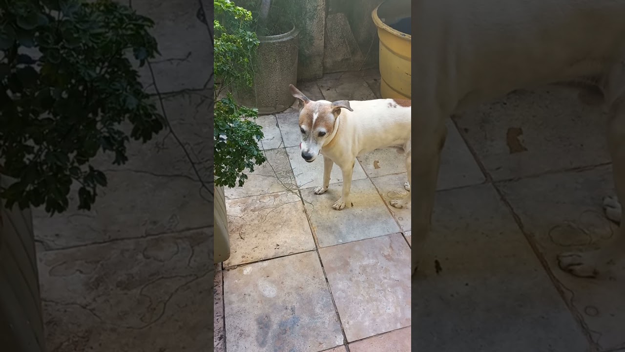 Ciúme de cachorro #humor#comedia