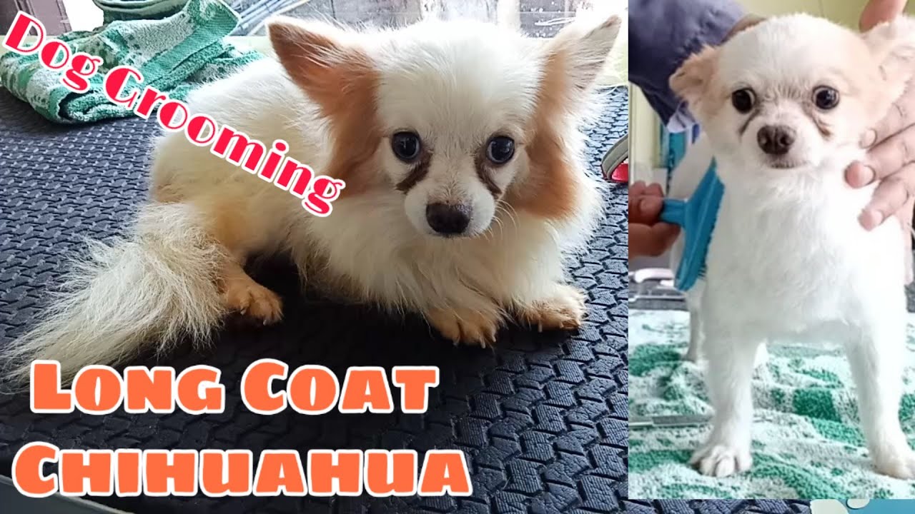 Long Coat Chihuahua Dog Grooming | Puppycut | Groomer Style
