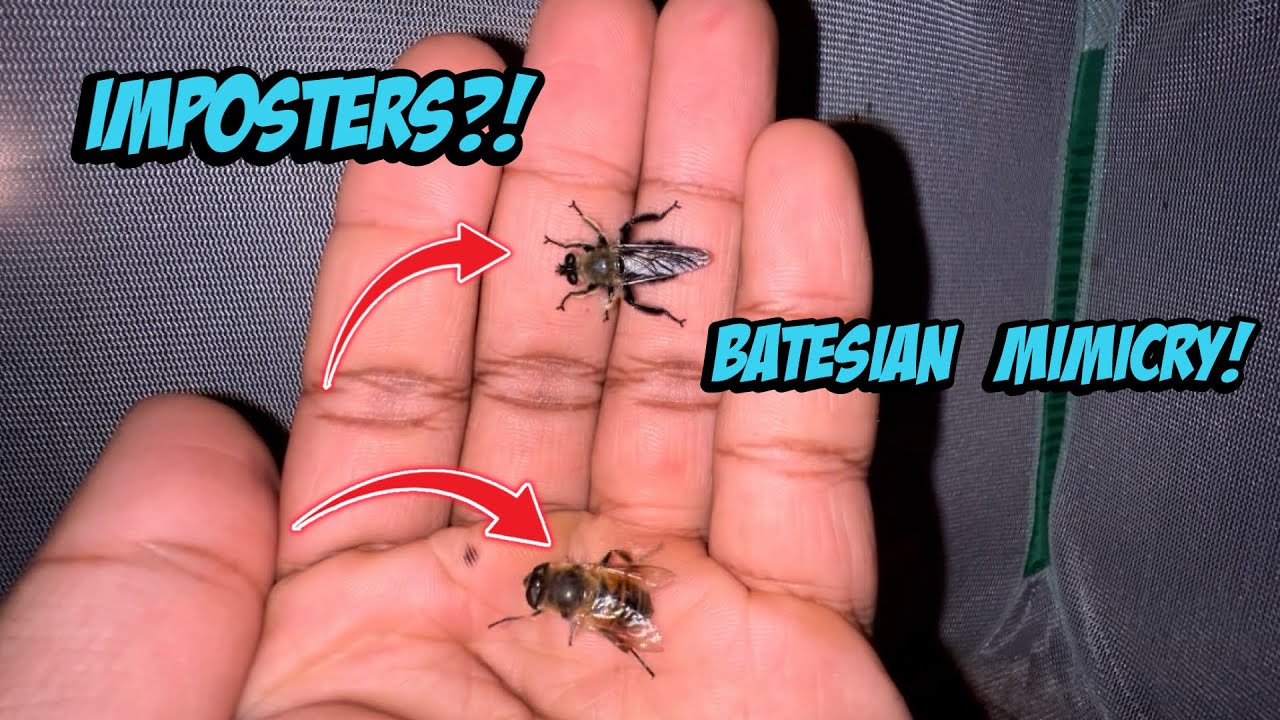 Batesian Mimicry: To Bee Or Not To Bee!