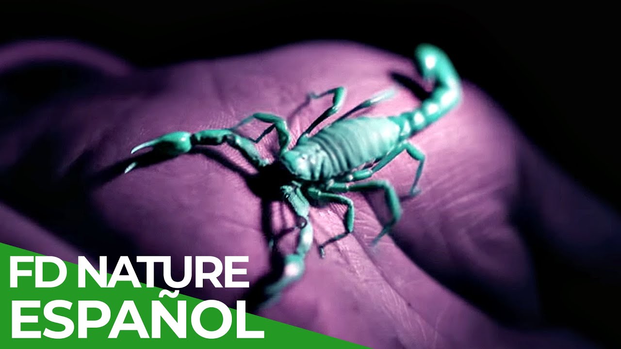 Chile - Un Viaje Salvaje: Animales Chilenos | Free Documentary Nature - Espa&ntilde;ol