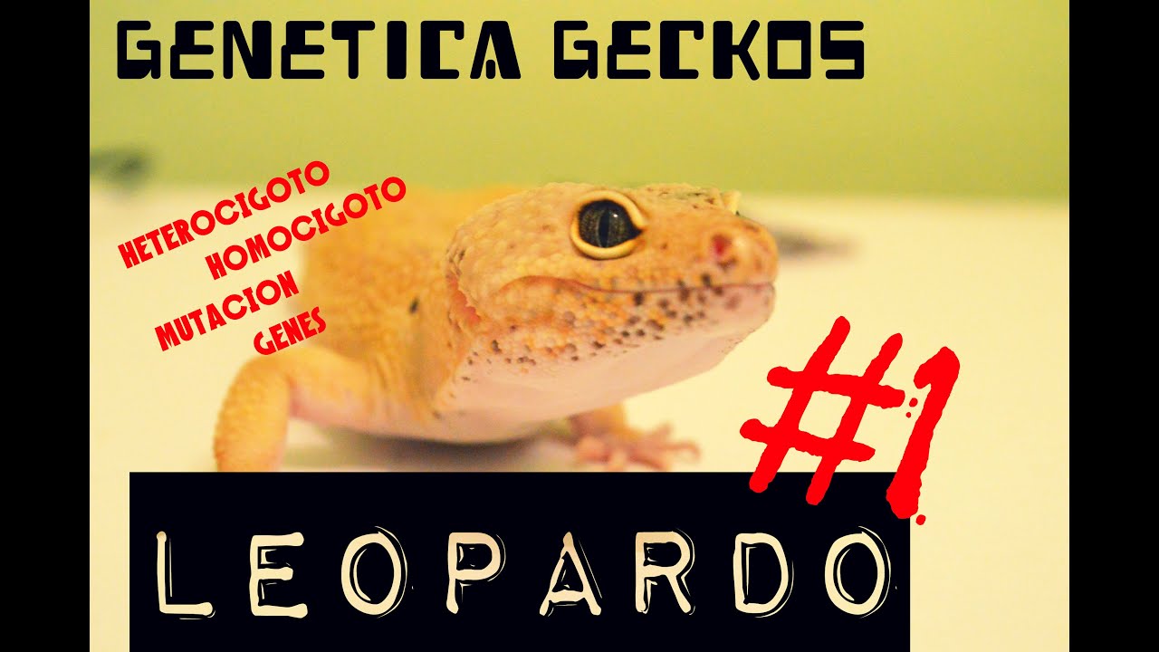 Genética Básica Geckos Leopardo #1